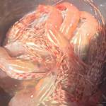 Remaining spot shrimp dates include Tuesday on Hood Canal and July 19-20 in Marine Area 6 (excluding the Discovery Bay Shrimp District).