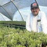 Victor Gonzalez, owner of Victors Lavender, stands with thousands of lavender plants hes grown to deliver to Ohio, where hes started a distribution center through a new lavender farm called White Barn and Blooms Lavender Farm. Gonzalez said about 70 percent of his business comes from the East Coast, and he wants to have closer accessibility for customers to pick up or receive his plants due to increasing shipping costs and a higher chance for damaging plants. (Matthew Nash/Olympic Peninsula News Group)