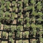 About 20,000 plants were brought from Victors Lavender Farm to Ohio for the farms new distribution center at White Barn and Blooms Lavender Farm. About half will go to customers and the other half will be used for propagation. (Matthew Nash/Olympic Peninsula News Group)