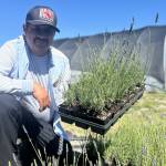 Matthew Nash/Olympic Peninsula News Group
Victors Lavender, owned by Victor Gonzalez, will host its lavender festival during Sequim Lavender Weekend July 17-19 with barn dances, demonstrations, workshops, U-cut lavender and more. Admission is free.