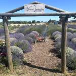 Victors Lavender, one of more than a dozen farms open during Sequim Lavender Weekend July 17-19, features U-cut lavender, food, music, demonstrations and more. (Matthew Nash/Olympic Peninsula News Group)