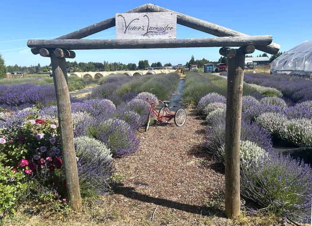 Victors Lavender, one of more than a dozen farms open during Sequim Lavender Weekend July 17-19, features U-cut lavender, food, music, demonstrations and more. (Matthew Nash/Olympic Peninsula News Group)