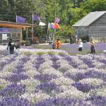 B&B Family Farm, 5883 Old Olympic Highway, hosts visitors daily through Sept. 30 and is one of more than 15 farms open during Sequim Lavender Weekend. It offers tours, U-pick, products, ice cream and more. (Matthew Nash/Olympic Peninsula News Group)