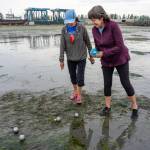 Barb Phillips, left, and Rhonda Lauth check to see whose boule is closer to the target ball during an end played in the Port Townsend Pétanque Clubs Low Tide Open tournament on the sand at the Port Townsend Boat Haven. (Steve Mullensky/for Peninsula Daily News)