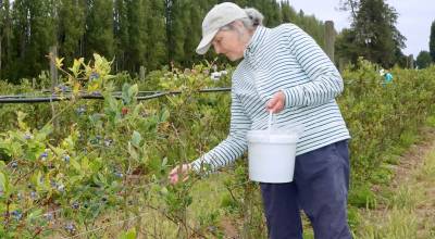 Kathy Boyce of Sequim picks blueberries at the Graysmarsh Berry Farm on Woodcock Road, where summer U-Pick is in full swing. Raspberries, blackberries, Boysenberries, blueberries and Loganberries are all ready for harvest. (Dave Logan/for Peninsula Daily News)