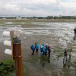 The Olympic Peninsula Audubon Society group needs a low tide to be able to check the poles with boxes containing purple martin nests. (John Gussman)