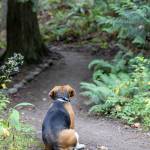 Lily, an 8-year-old beagle, gave her owner Tom Breithaupt a scare when she chased after a cougar during a recent walk along the Dungeness Trails. Her training collar did not work that day, Breithaupt said, but Lily returned in response to his calls and was not injured by the cougar. (Tom Buscher/Olympic Peninsula News Group)