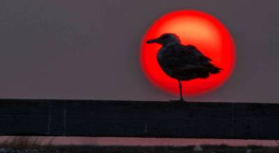 A bird stands on a railing in a silhouette on Tuesday at Dungeness Bay in front of a sun colored red due to wildfire smoke from Eastern Washington and British Columbia. (John Gussman)