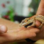 Toes, affectionately named for his missing digits, is a gargoyle gecko, one of more than a dozen reptiles to be on display at this years Jefferson County Fair. (Christy Carley/Peninsula Daily News)
