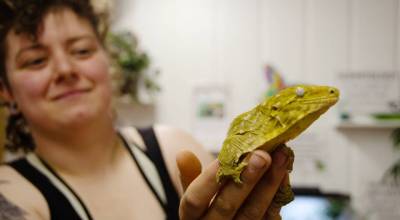 Taylor Howerton of Port Townsend holds up a New Caledonian giant gecko that belongs to her roommate. The gecko is one of 15 reptiles Howerton and her roommate are showing at this years Jefferson County Fair, which runs from Friday through Sunday. (Christy Carley/Peninsula Daily News)