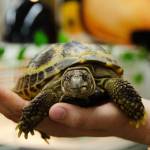 Mr. Handsome, a Russian tortoise, is one of more than a dozen reptiles on display at this years Jefferson County Fair. Mr. Handsome is 27 and will likely live into his 60s. (Christy Carley/Peninsula Daily News)